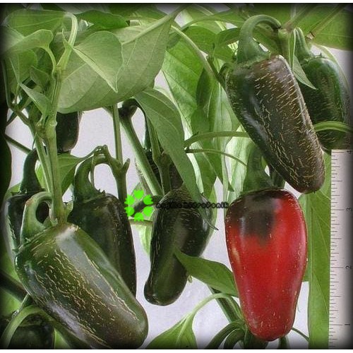 Benih/Bibit Cabe Jalapeno Early Pouch (Haira Seed)