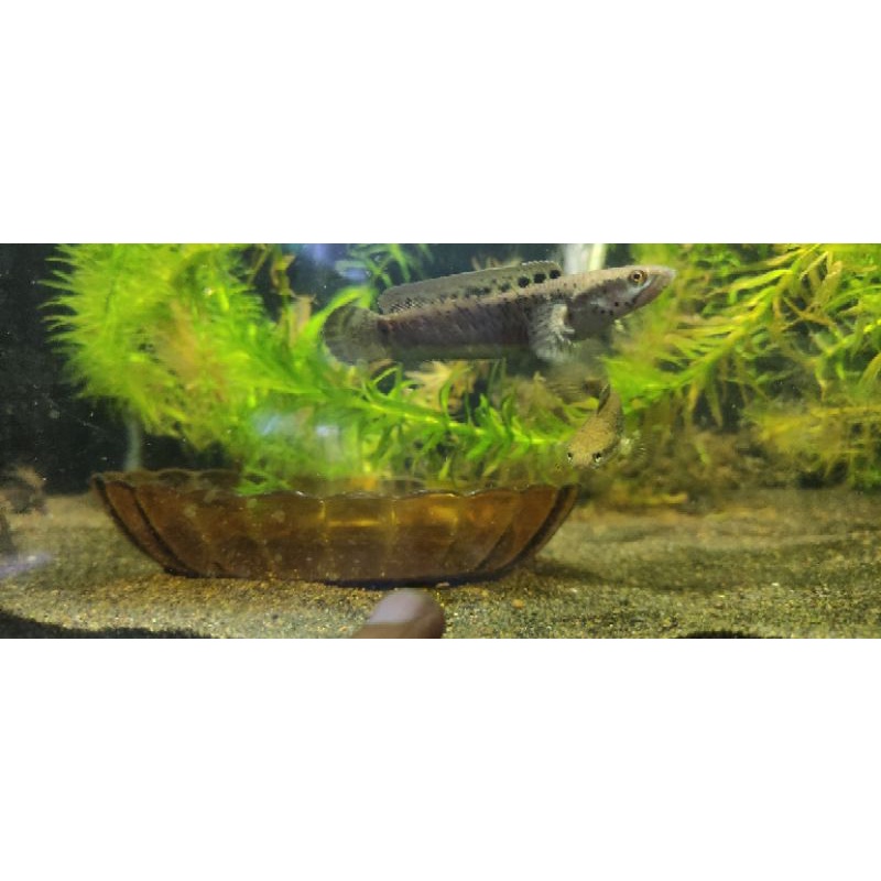 Pulchra