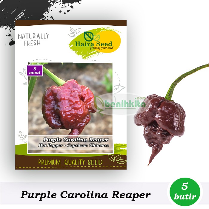 Benih-Bibit Cabe Super Pedas Purple Carolina Reaper (Haira Seed)