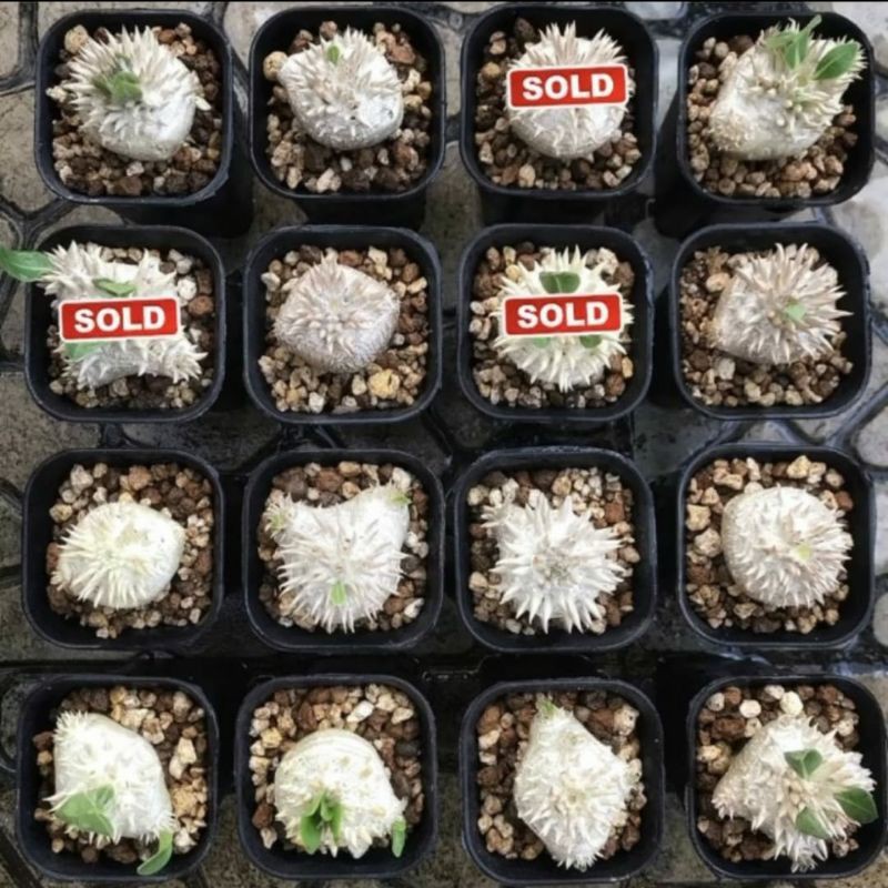 Pachypodium Brevicaule / Tanaman hias langka unik rare tanaman sultan