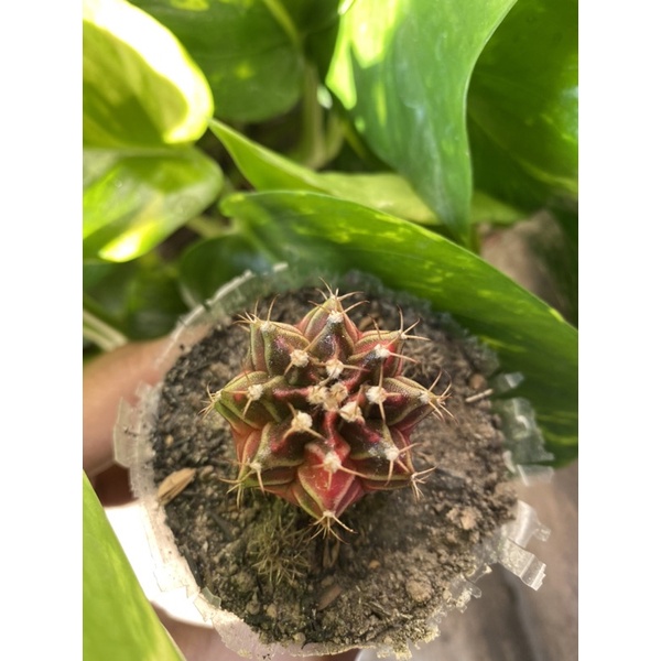 Kaktus Gymno Miha / Milo / Starfire S12 d 3.5cm