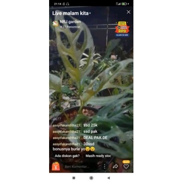 Tanaman Hias Janda Bolong Variegata lokal