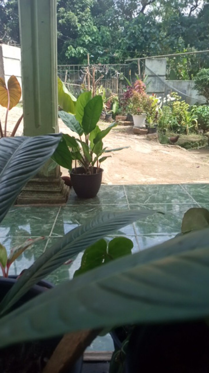 Sedotan Plastik Bening Bengkok Isi @50 Pcs Panjang 24cm Bahan Murni 100%