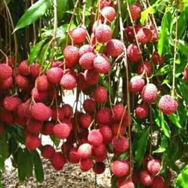 Bibit leci com/leci merah