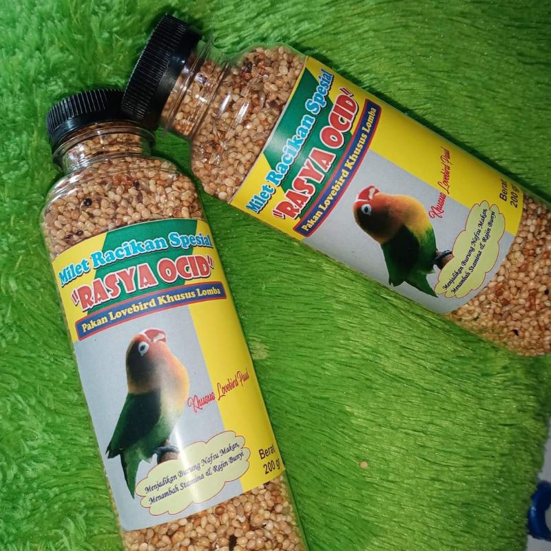 Rasya ocid pakan Beby paud lovebird milet LB durasi fighter konslet untul singel bisa