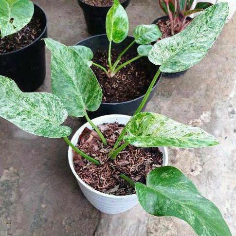 jual marbel varigata tanaman hias Marbel