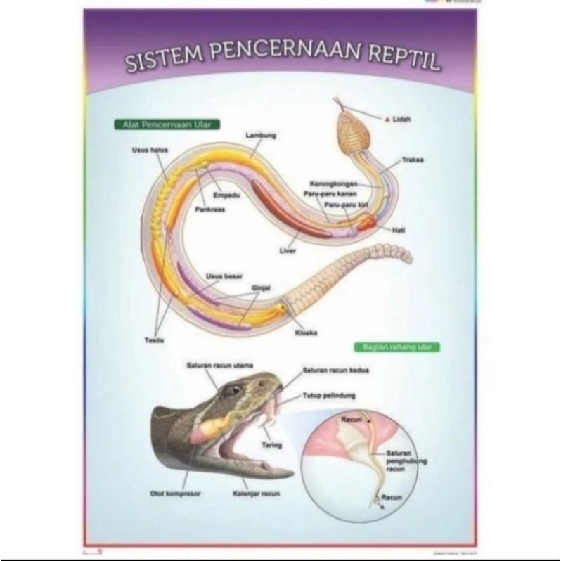 

Poster Sistem Pencernaan Burung, Reptil, Ampibi, Ikan dan CacingTanah
