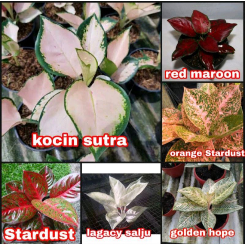 promo paket 6 bonggol aglonema