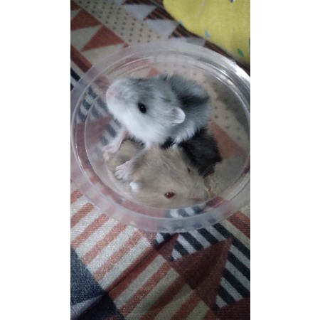 Hamster Winter White