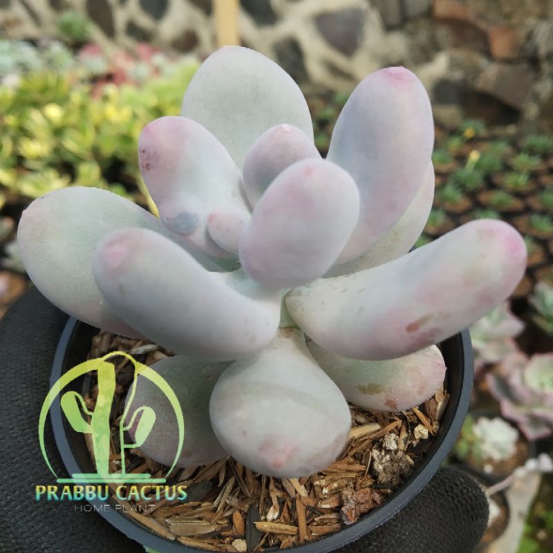 kaktus / sukulen MOONSTONE - CENDOL