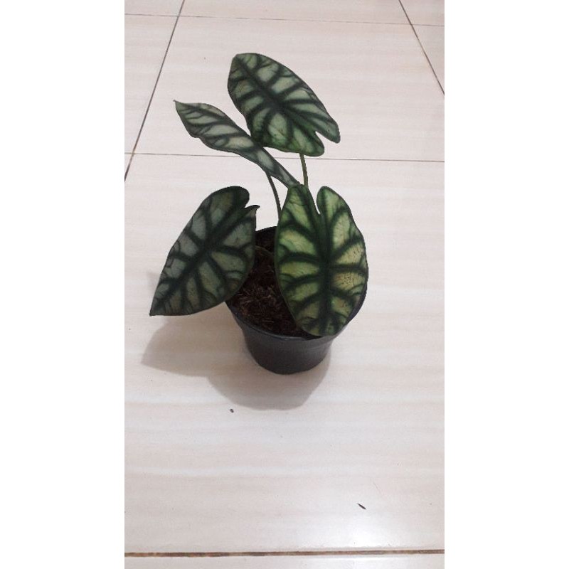 Bibit bunga keladi tengkorak black dragon