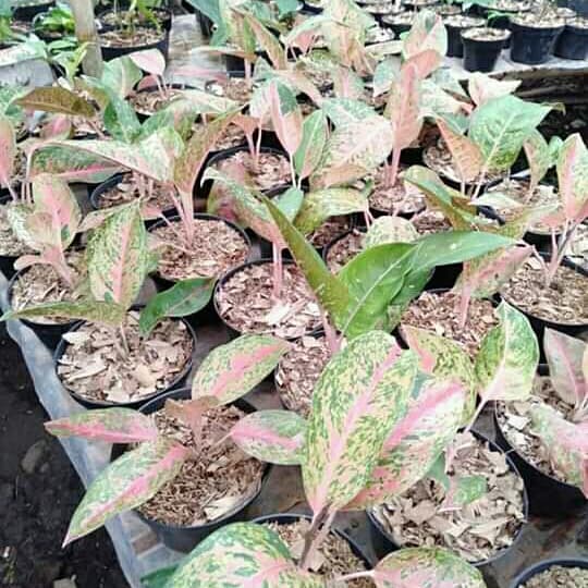 PROMO READY STOK benih aglonema big roy