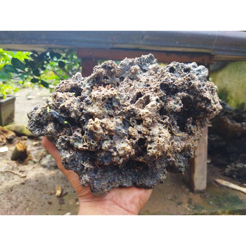 BATU ALAM aquascape dan bonsai