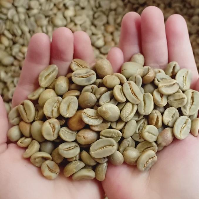

Kopi Biji (green Bean )Natural Arabika Kintamani 1000 gr