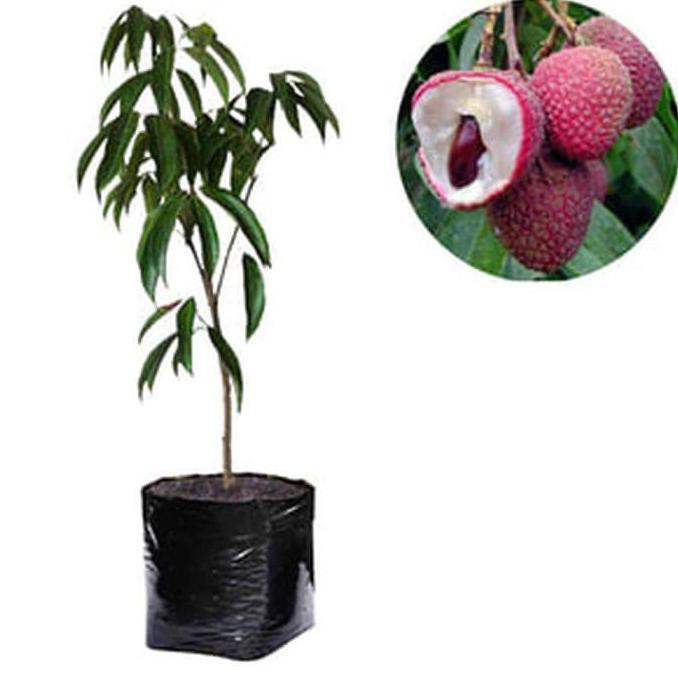 fprt bibit tanaman buah leci kom / leci dataran rendah -bibit tanaman hidup- unggul kw super