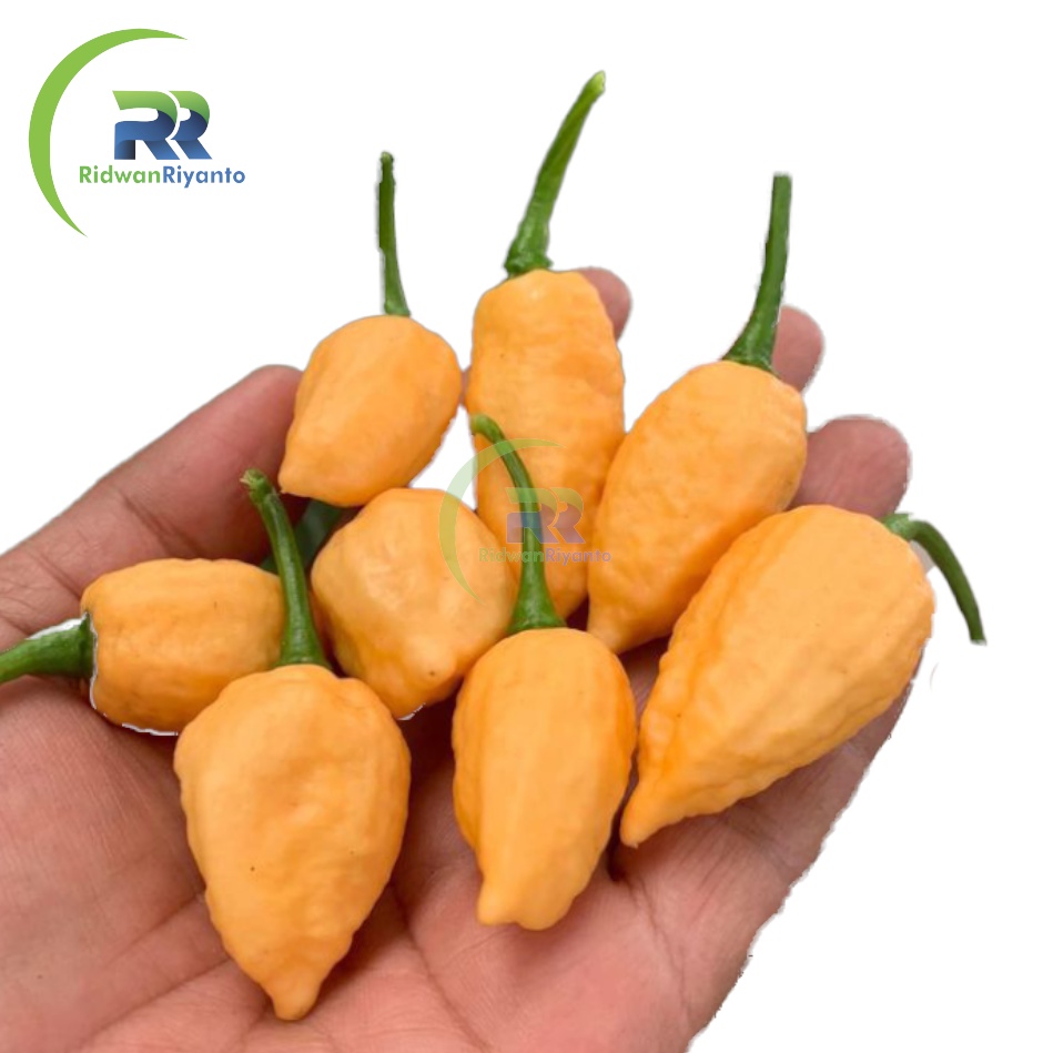 BUAH Cabe BHUT JOLOKIA PEACH adalah Cabai Terpedas di Dunia TAHUN 2006 the Guinness World Records