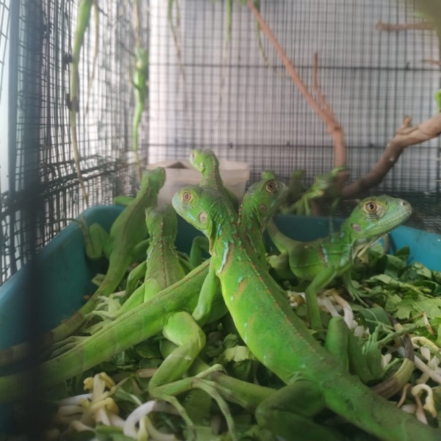Harga Iguana Terbaik Februari 2020 Shopee Indonesia
