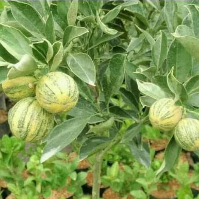 PAKET 3 BIBIT TANAMAN HIDUP BUAH JERUK VARIEGATA BIBIT BUAH!