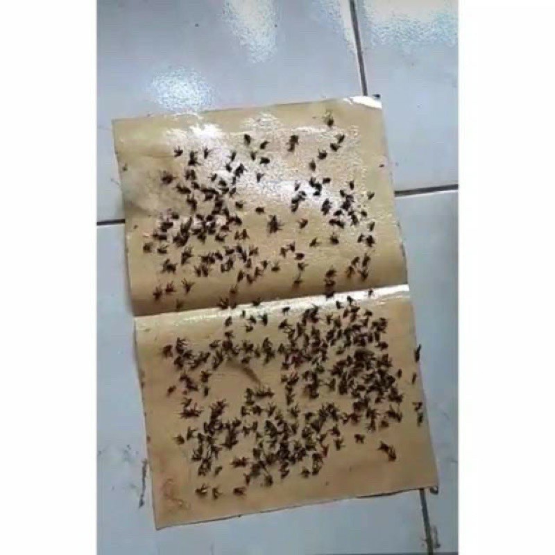 LEM LALAT KERTAS PER LEMBAR / PERANGKAT SERANGGA / LEM LALAT SUPER