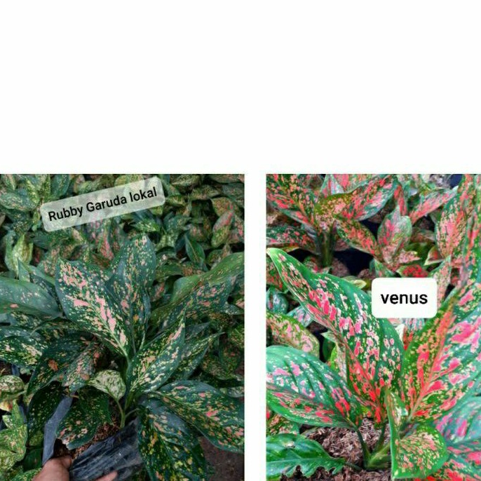 paketan murah aglaonema ruby garuda dan venus