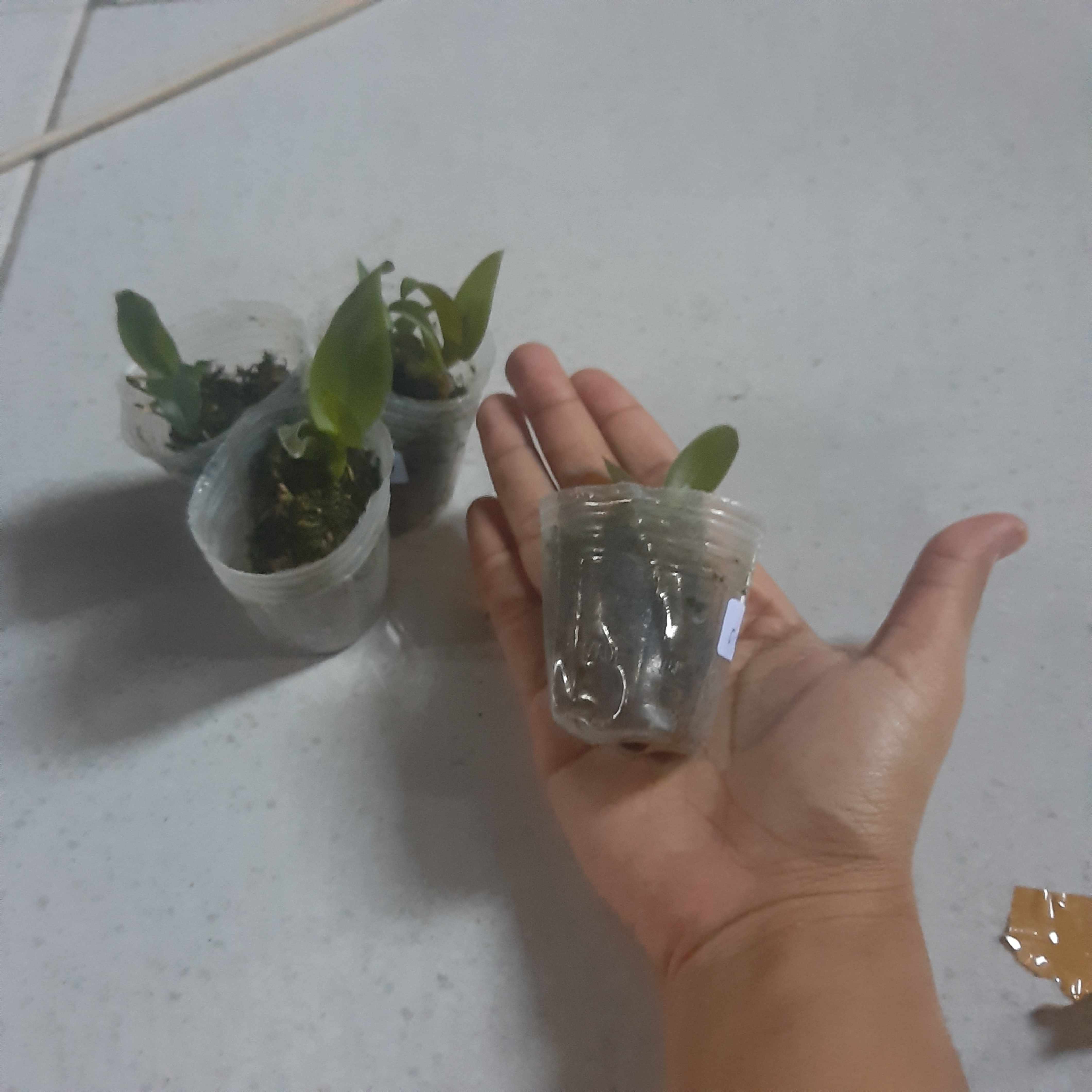 Anggrek Dendrobium Seedling Hybrid Thailand