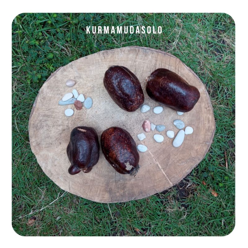 

ZURIAT MADINAH UTUH 4 BUAH UTUH