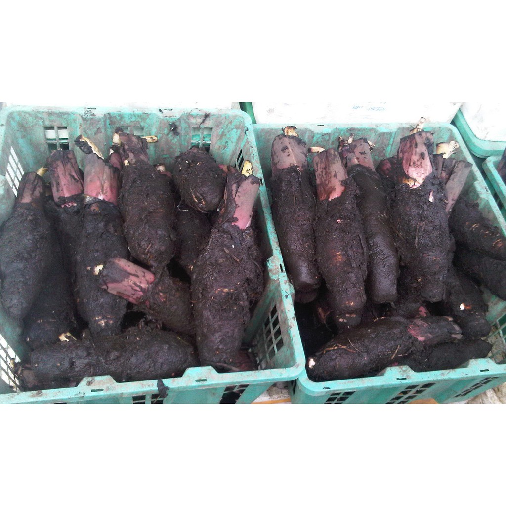 

RB Talas Pontianak (500 gr)