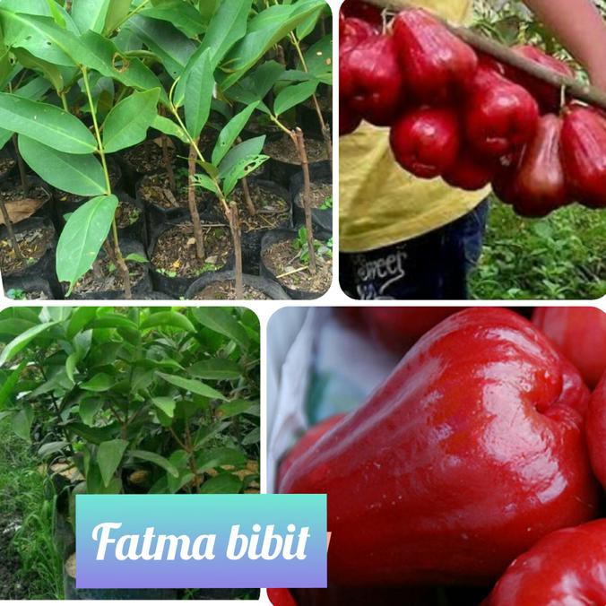 An+ Bibit Jambu Air Madu Merah Pde