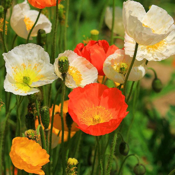 Jual Bibit Benih Biji Bunga Poppy Papaver Rhoeas Mix - Biji Tanaman ...