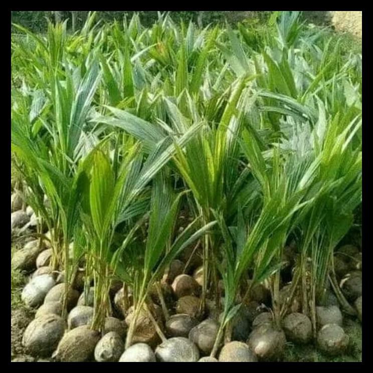Bibit Pohon Kelapa Genjah Entok-Kelapa Pendek