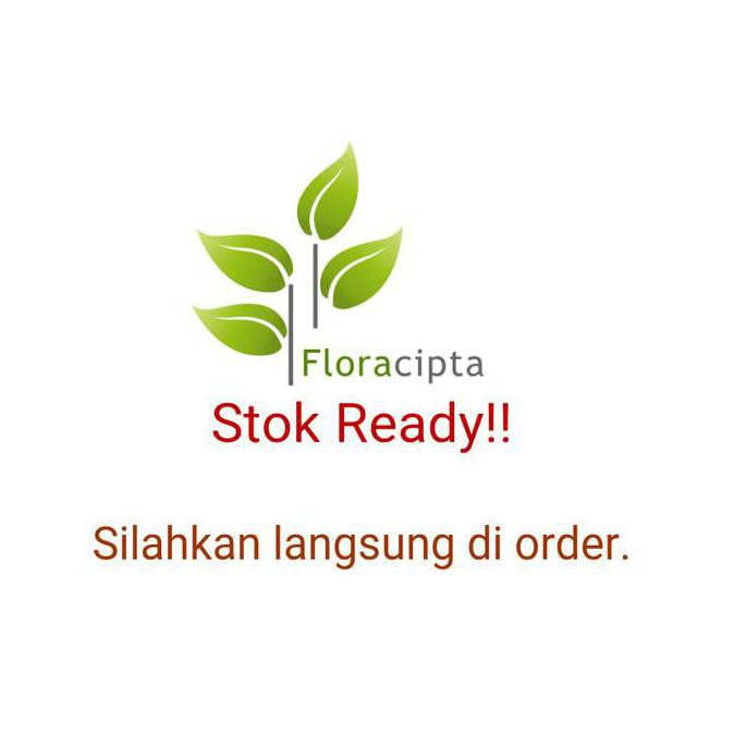 Y4I Lt0 Bibit Pohon Delima Putih / Tanaman Buah Delima Putih / Buah Hijau Xeo G5P