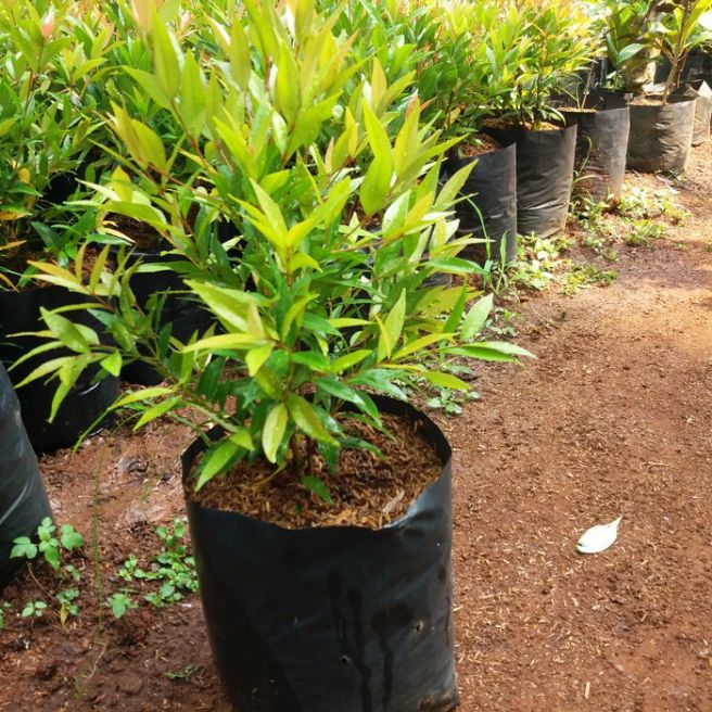 tanaman hias pucuk merah Tanaman Hidup+Bunga Hidup Murah