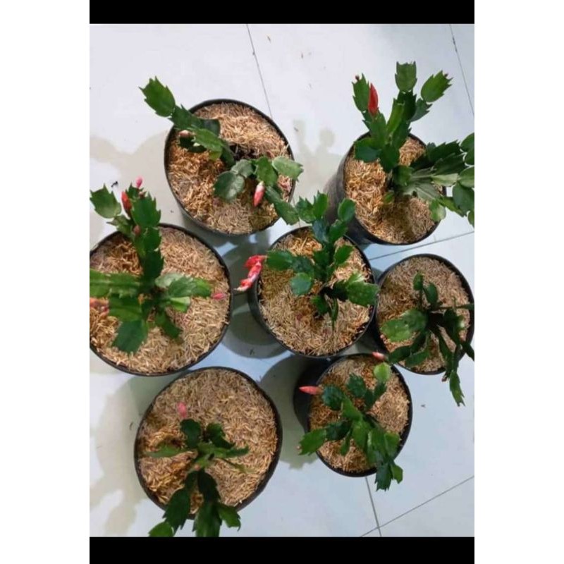 

kates kepiting Wijaya Kusuma