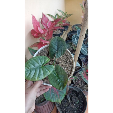 alocasia reginae