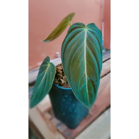 Philodendron Melanochrysum