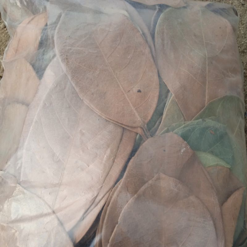 

DAUN NANGKA KERING