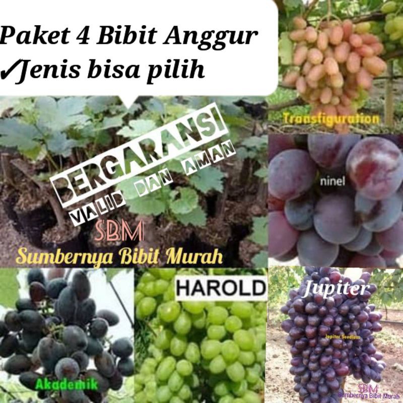 Jual Paket 4 Bibit Anggur Impor Ninel Trans Jupiter Akademik Harold