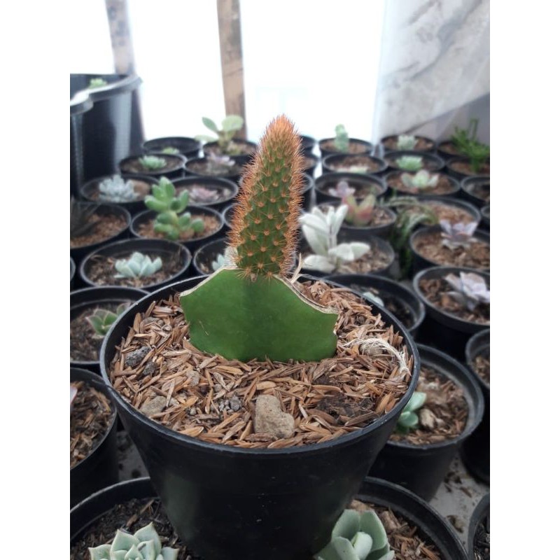 kaktus dan Sekulen Mini Hias Hidup Jenis Golden barel