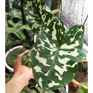  Tanaman  Hias Keladi Merah Langka Caladium SP Hias Daun 