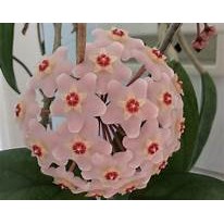 Tanaman Hias Hoya Diversifolia