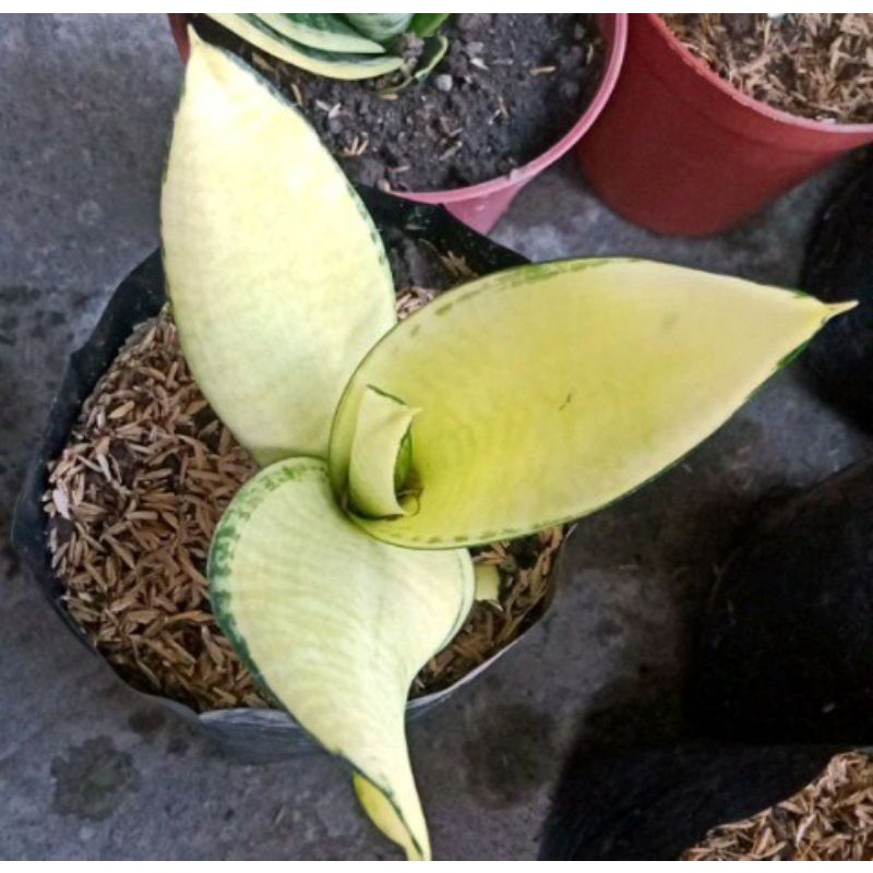 tanaman hias sansivera golden asahi/golden bennner