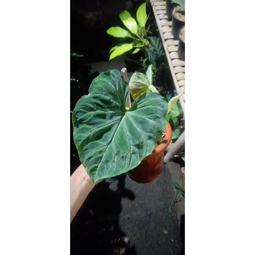 Philodendron Verrucosum