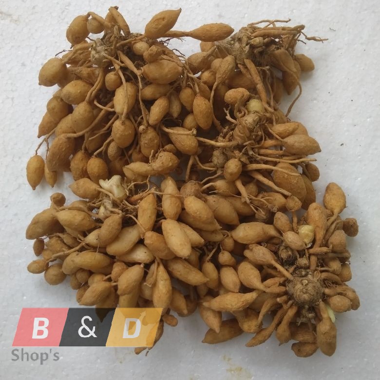 

Kunyit Putih Segar Jamu-Jamuan Obat Tradisional Netto 500 Gram.