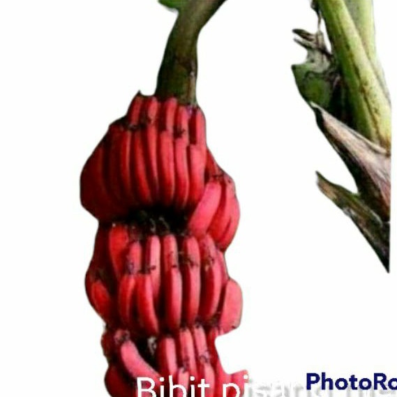Bibit pisang merah asli pisang hurang bibit berupa anakan