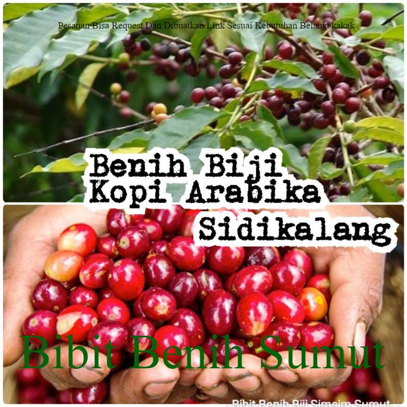 

1500 Butir Bibit Biji Kopi Arabika Sidikalang Varietas Sigarar Utang Alias Kopi Ateng Bila ingin order banyak bisa kami buatkan link khusus ya kak