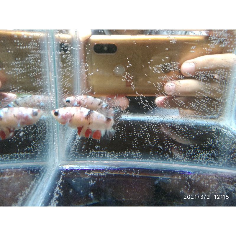 (promo) Cupang plakat female nemo cooper murah