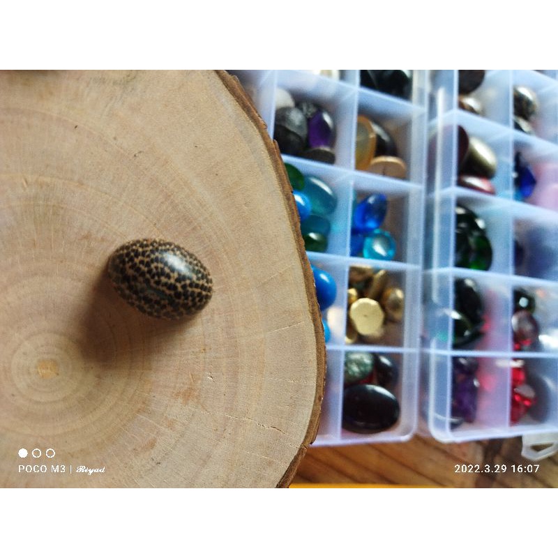 Batu Akik Fosil Kayu Liwung Natural , bukan kayu tapi batu (n)