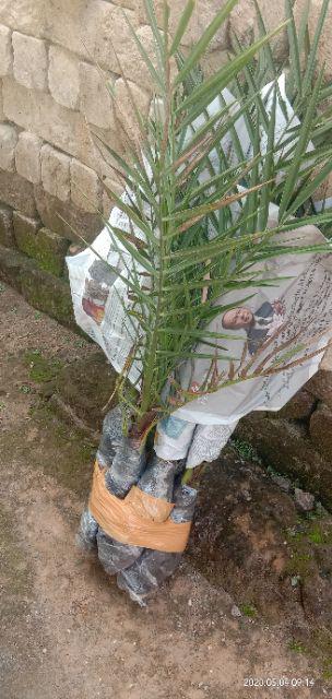 New Produck!! Pohon Kurma Azwa Jantan Dan Betina - Kl 1