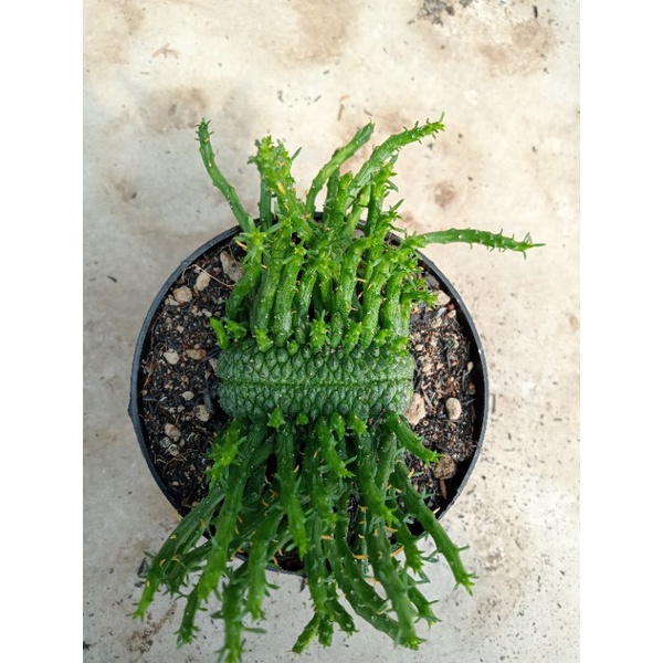 euphorbia flanaganii cristata