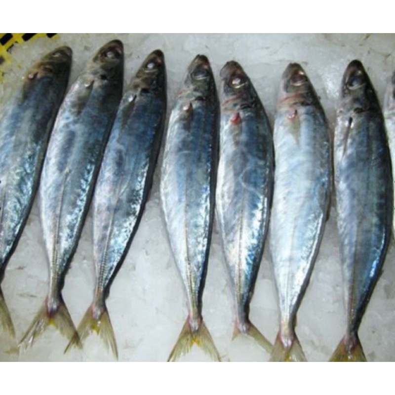 

Ikan Layang 1 kg Jumbo Frozen